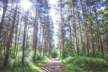 Path in a pine forest. Summer, sunny day. Toned