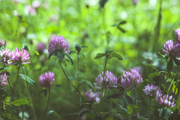 Clover flowers in green grass. Toned. Pink clover
