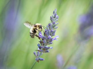 Bee on Lavender