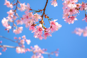 Beautiful pink Sakura flower blooming on blue sky background