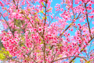 Beautiful pink Sakura flowers blooming on blue sky background