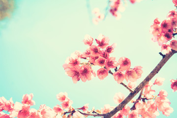 Pink Sakura flower blooming- vintage style color effect