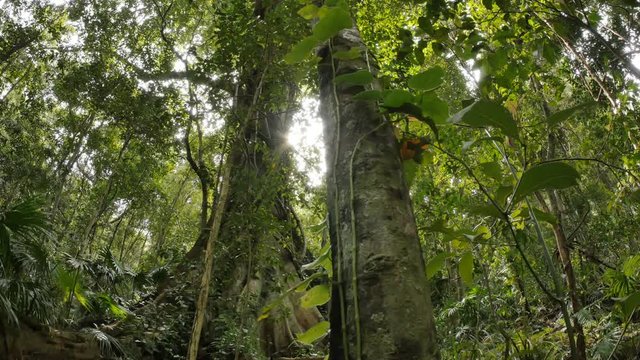 Tree canopy of wild natural rainforest environment