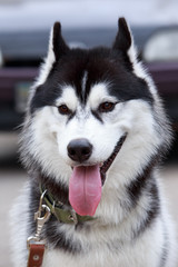 Obraz premium Dog breed Alaskan Malamute