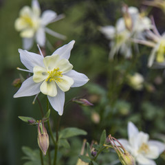 Isolated Close View Blooming Columbine Flowers, Bright White Petals, Pale Yellow Pistils/Stamen/Centers, Green Leaves, Out of Focus Background, Daytime
