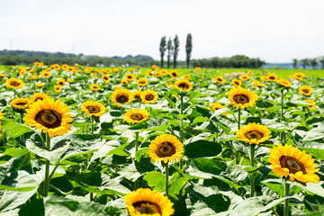 Obraz premium ひまわり畑