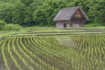 Obraz na płótnie Canvas Rice field in Historical village of Shirakawa-go. Shirakawa-go is one of Japan's UNESCO World Heritage Sites located in Gifu Prefecture, Japan.