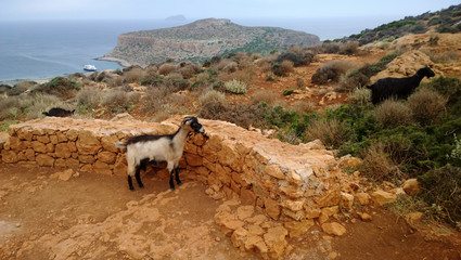 Curious goats on the mountain at Balos in cloudy weather