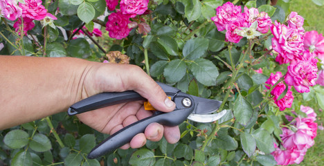 Cutting the plant rose with secateur in the garden