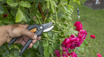 Cutting the plant rose with secateur in the garden