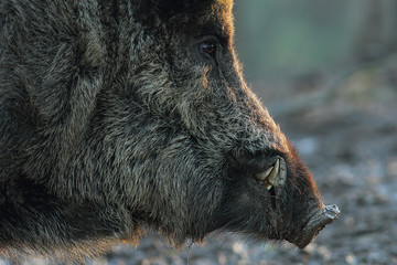 closeup of wild boar head