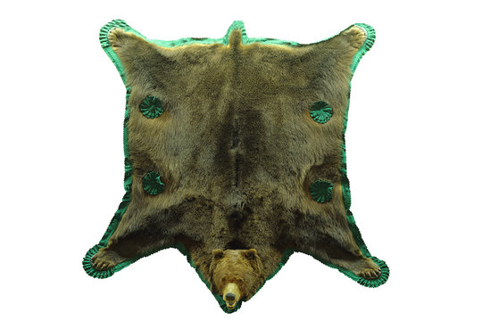 brown bear isolated hunting trophy