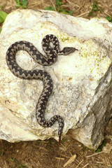 colorful male viper basking on rock