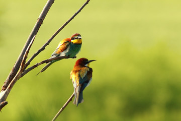 couple of european bee eaters