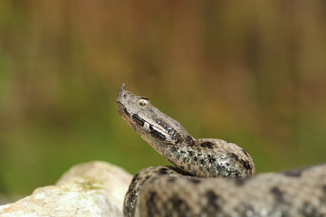 dangerous snake ready to attack