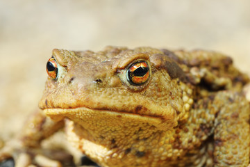 european common brown toad portrait