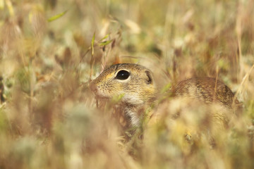 european ground squirrel hiding in the grass