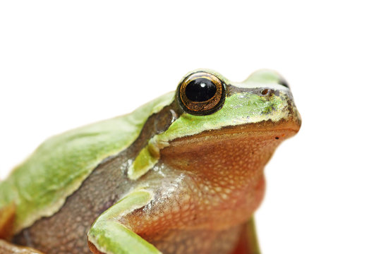 cute isolated portrait of green tree frog