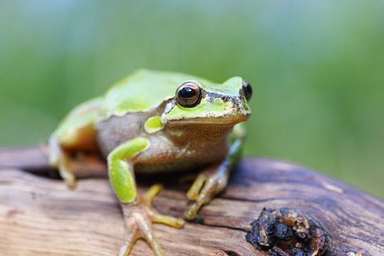 european tree frog on a stump