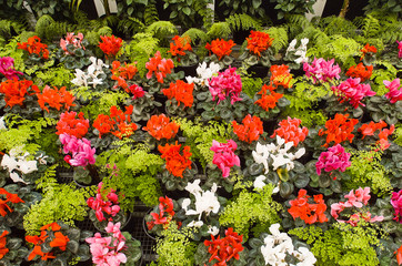 Flowering Cyclamen plants