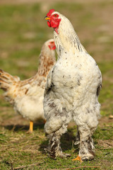 Naklejka na ściany i meble proud rooster in the farm yard
