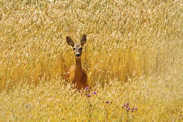 roe deer doe in beautiful wheat field © taviphoto