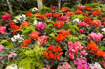 Flowering Cyclamen plants