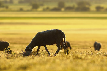 Fototapeta na wymiar sheep grazing in morning light