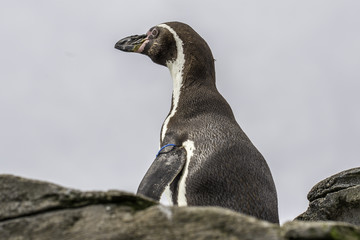 Ein Pinguin steht an Land