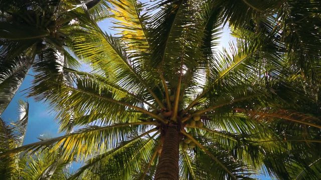 Lush palm trees with coconuts viewed from low angle, sun flare