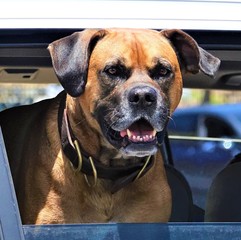 Obraz premium Dog in Car Window