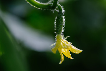 Cucumber growing in garden. Close up