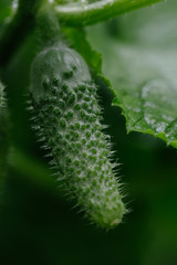 Cucumber growing in garden. Close up