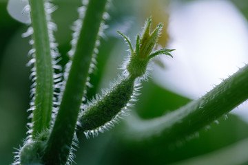 Cucumber growing in garden. Close up, soft focus