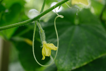 Cucumber growing in garden. Close up, soft focus
