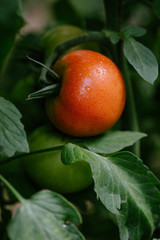 Tomato in a hothouse. Close up