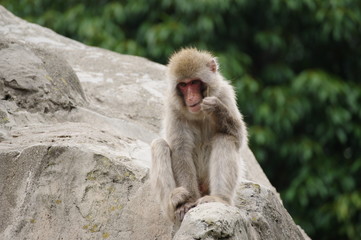 Naklejka premium 崖の上のニホンザル
