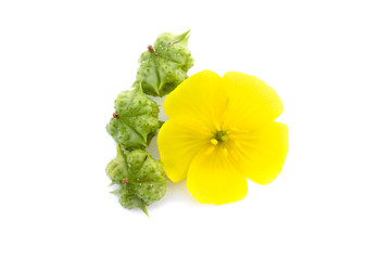 Yellow flowers and green seeds of Tribulus terrestris plant