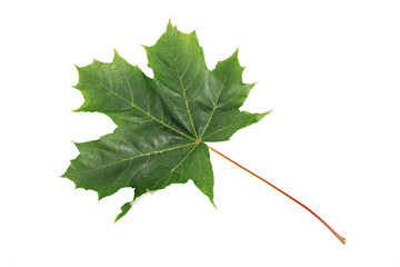 Green Maple Leaf isolated on white background. Clipping path included.
