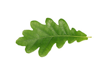 Green oak leaf isolated on white background