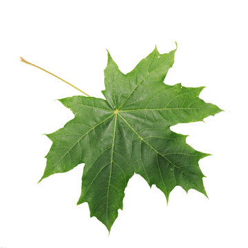 Green Maple Leaf isolated on white background. Clipping path included.