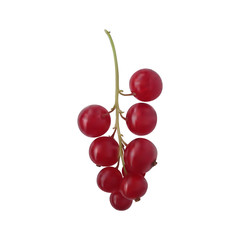 Berry red currant on a green branch