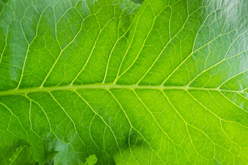Background of the horseradish leaf closeup