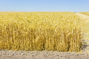 Edge of the wheat field against of the clear sky
