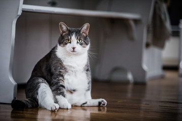 Obraz premium Śmieszny Gruby Kot Siedzi W Kuchni