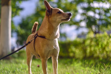 Portrait of a dog on a leash on the grass. 