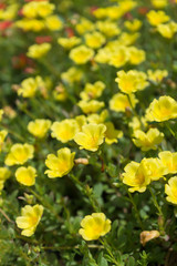 Portulaca flowers in the garden.