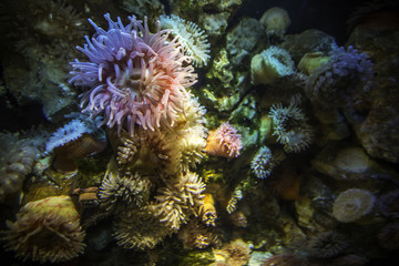 Korallen und Anemonen