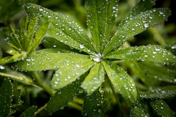 Fototapeta na wymiar Water droplets on leaves shaped like jewels.