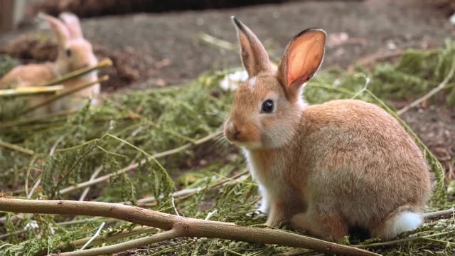 Cute little orange rabbit eating grass